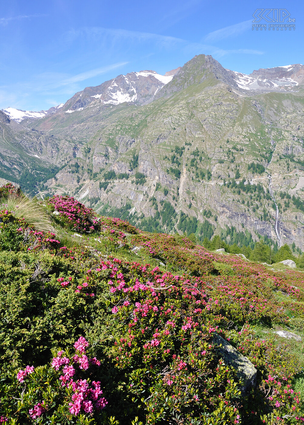 Alpine roses Blooming alpine roses (Rhododendron ferrugineum). Stefan Cruysberghs